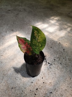Aglaonema