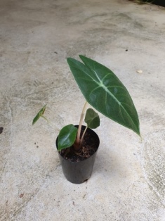 Alocasia morocco
