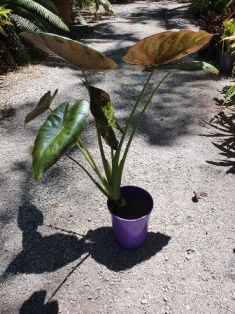 Alocasia wentii