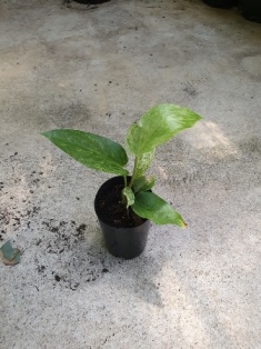 Anthurium variegated