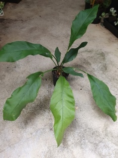 Anthurium wave of love
