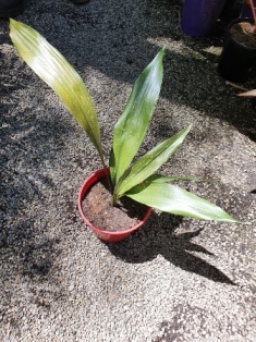 Aspidistra elatior