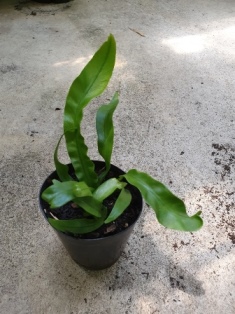 Asplenium hurricane