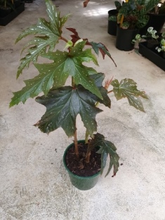 Begonia medora