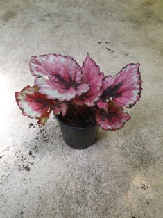 Begonia rex