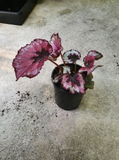 Begonia rex