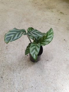 Calathea freddy