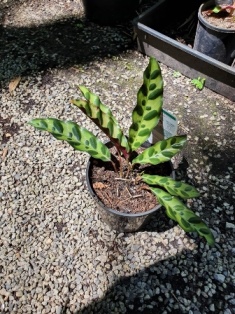 Calathea insignis
