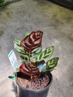 Calathea makoyana