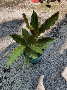 Calathea rufibarba