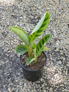 Calathea zebrina
