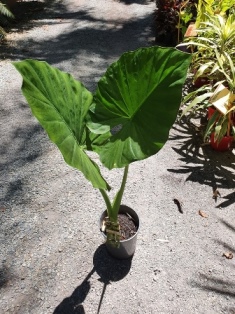 Colocasia gigantea giant elephant ear