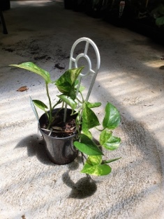 Epipremnum aureum