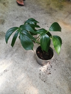 Epipremnum pinnatum