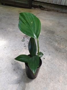 Epipremnum pinnatum