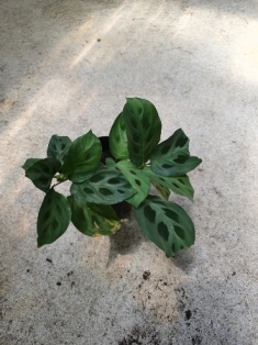 Maranta prayer plant