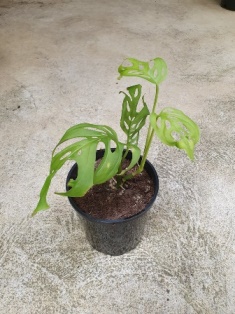 Monstera adansonii