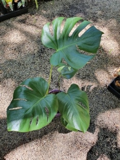 Monstera deliciosa