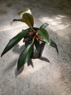 Philodendron Autumn