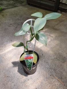 Philodendron Silver Sword