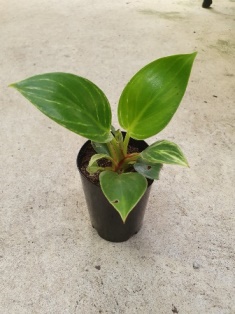 Philodendron birkin