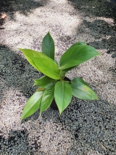 Philodendron imperial green