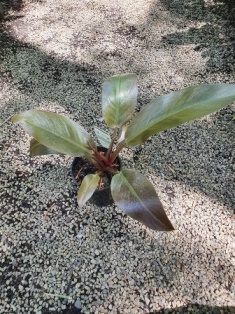 Philodendron imperial red