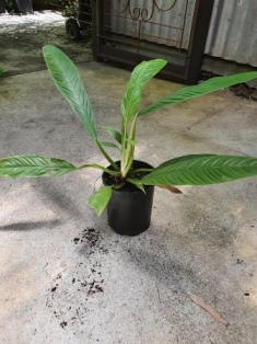 Philodendron lynette
