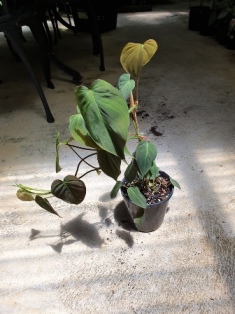Philodendron micans