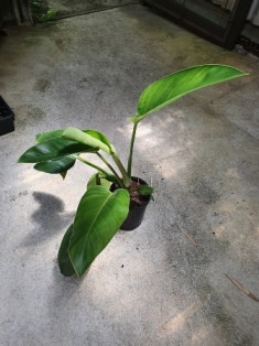 Philodendron Millions