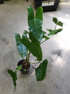 Philodendron new yorker
