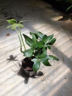 Philodendron pedatum