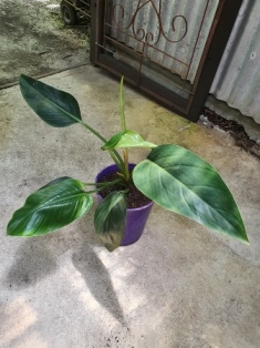 Philodendron pink blush