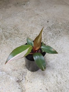 Philodendron pink princess