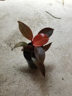 Philodendron prince of orange
