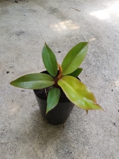 Philodendron red king