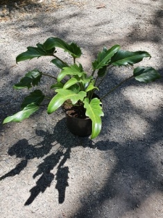Philodendron xanadu