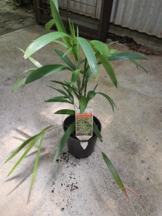 Rhapis humilis