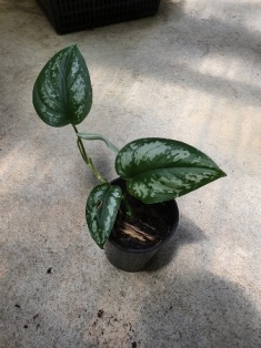 Scindapsus Pictus satin pothos