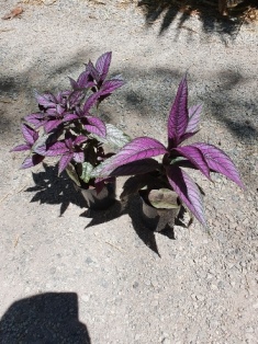 Strobilanthes dyerianus