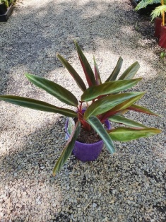 Stromanthe sanguinea