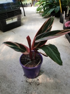 Stromanthe sanguinea tricolour