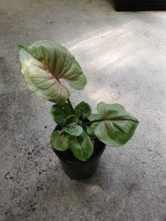 Syngonium tropicana