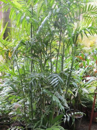 P_ChamaedoreaSerfrizii-bamboo_palm.html