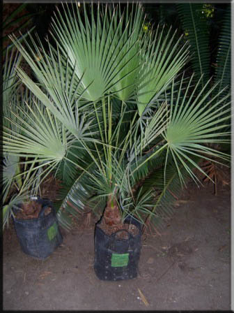 Acoelorrhaphe wrightii – Silver Saw palm
