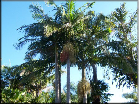 Archontopheonix – Cunninghamiana – bangalow