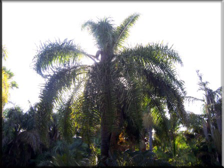 Arecastrum Romanzaffrum – Cocos Palm