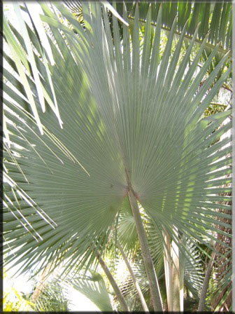 Bismarkia Nobilis – Bismark Palm