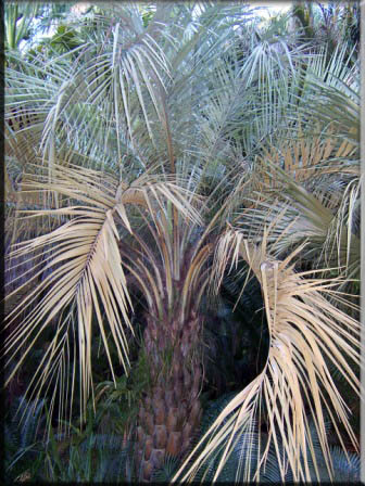 Butia Capitata - Jelly Palm