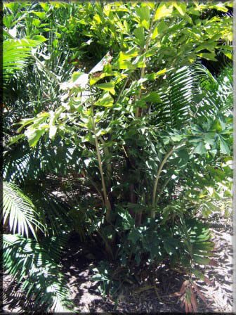 Caryota Mitis – Clumping fishtail